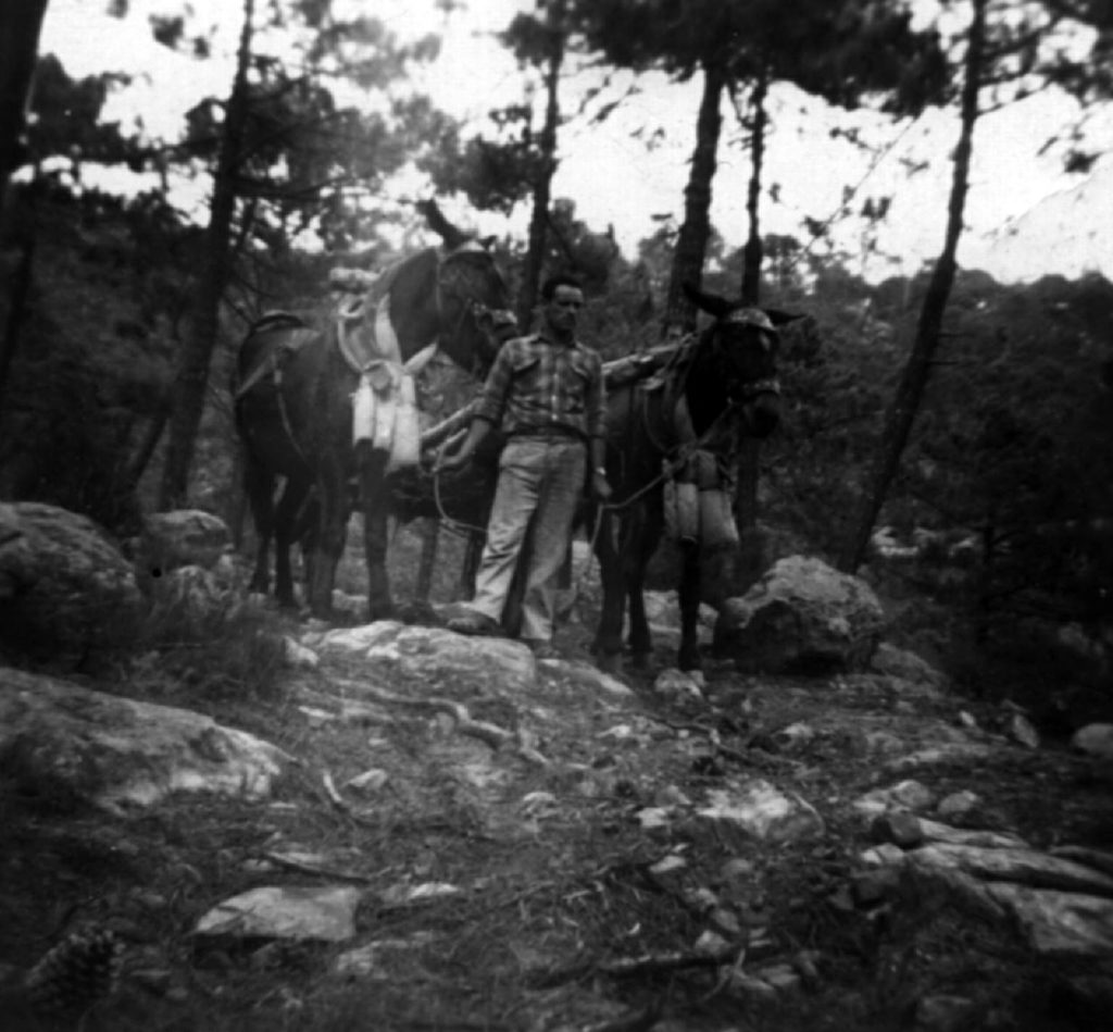 Tomás Ramos arrastrando madera