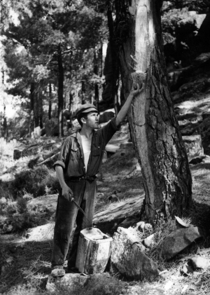 Albino Domingo remasando. 1961