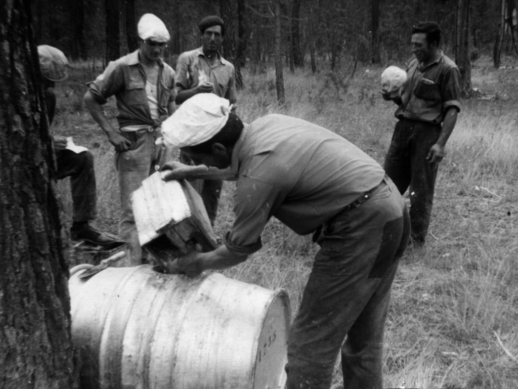 Cuadrilla de resineros, Abel Martínez, Manuel Soriano, Pedro Garzón y Jesús Navarro (El Cortete), llenado de cubas. 1970, estas ya metálicas, no las tradicionales