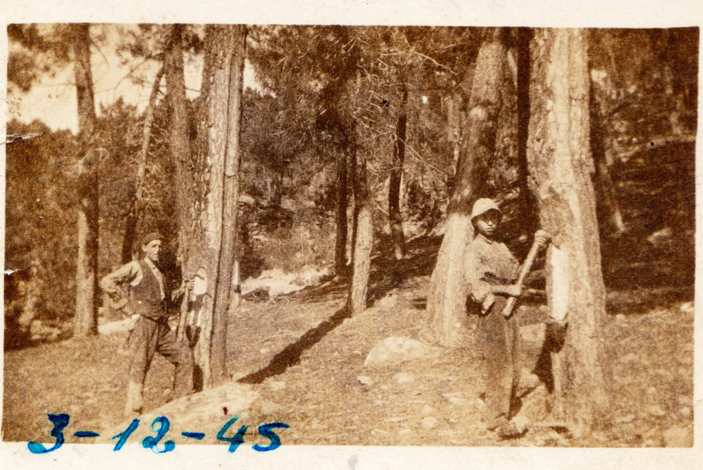 Ernesto Marco y Aurelio Marín Picando Pinos. 1945
