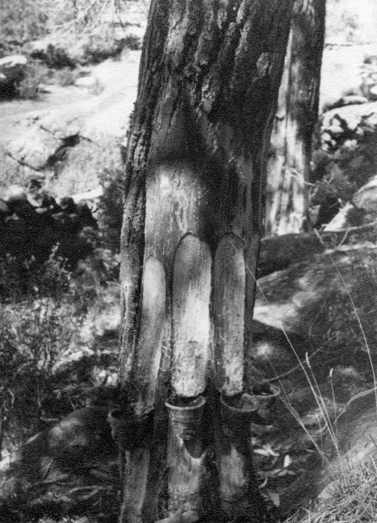 Pino con 4 caras resinadas 1967