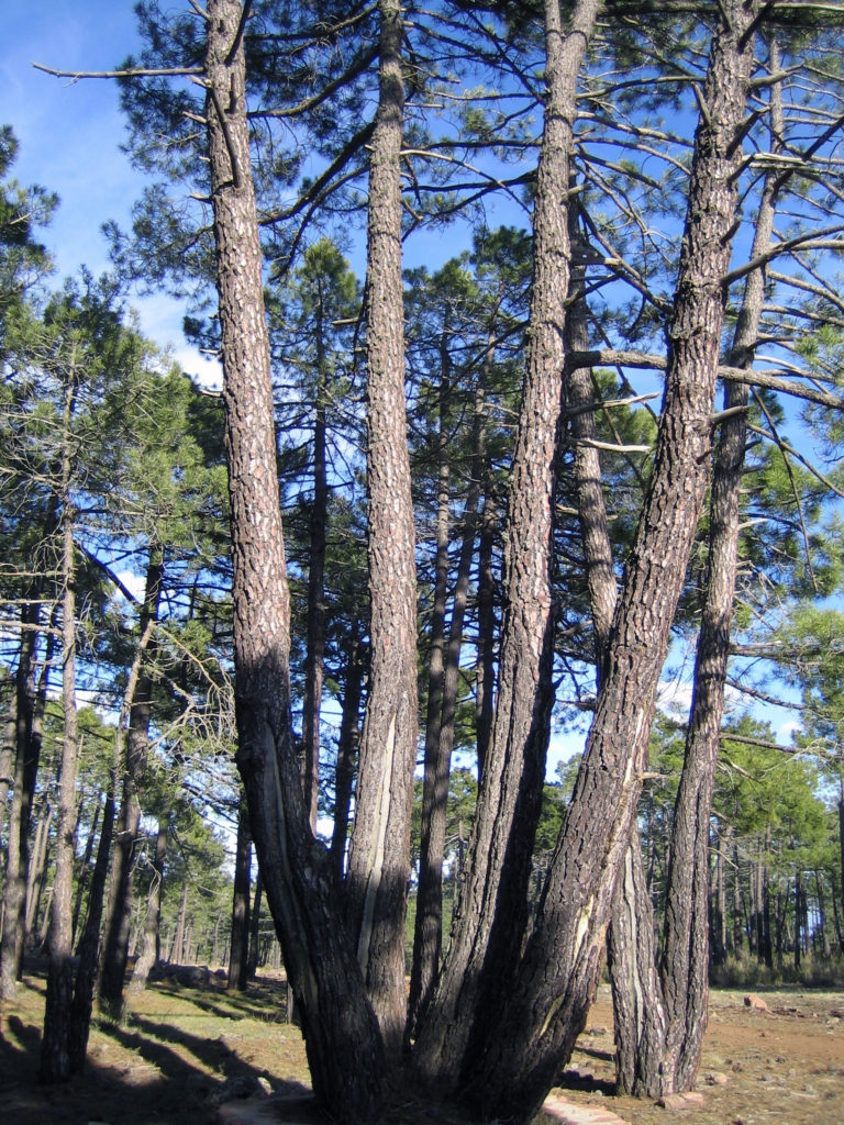 Pino de cuabro brancas resinado