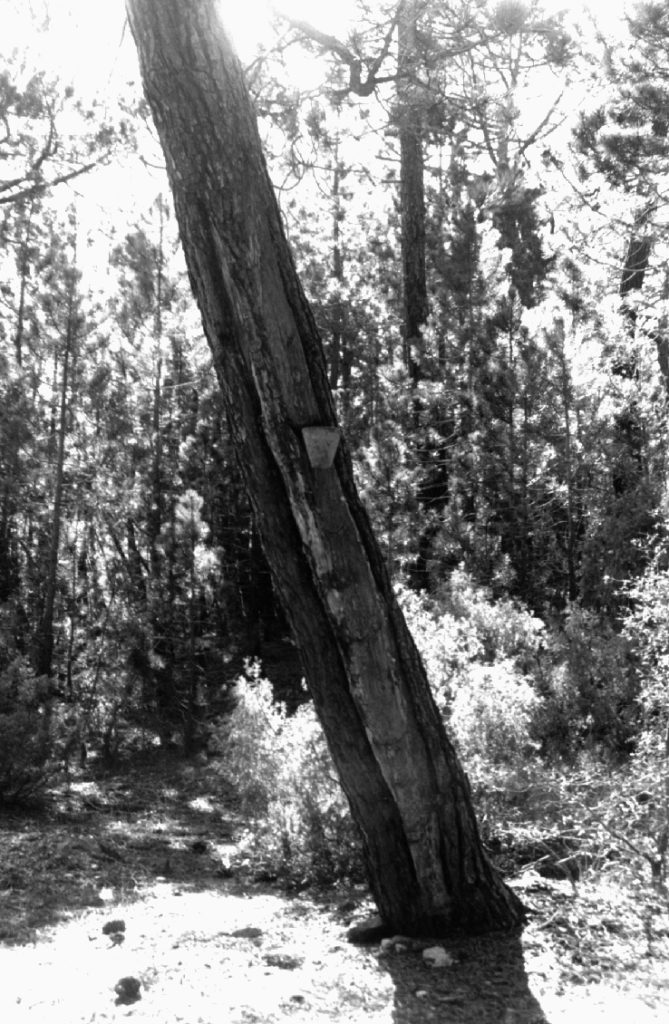 Pino resinero. Sexta pica.