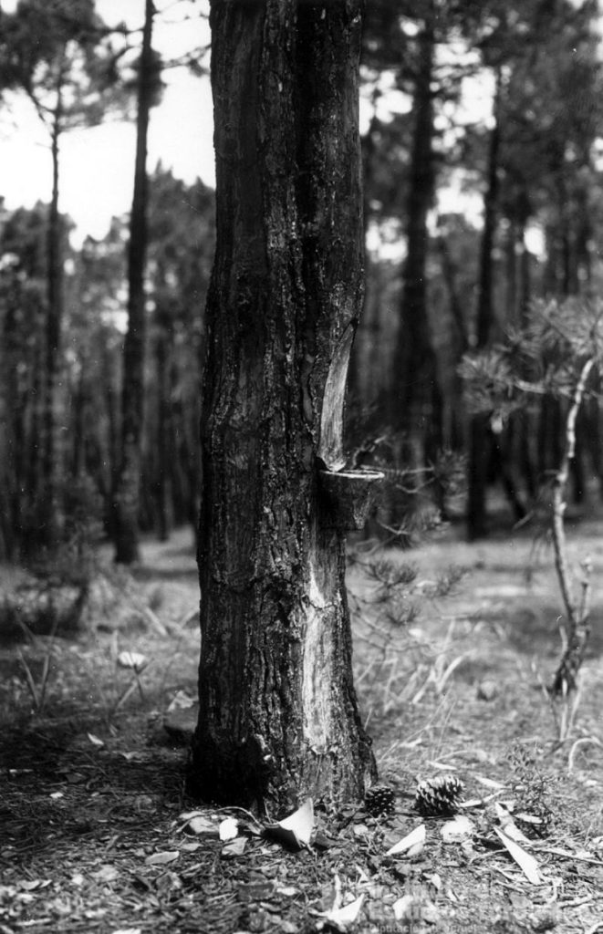 Pino resinero del Rodeno. López Segura 1958