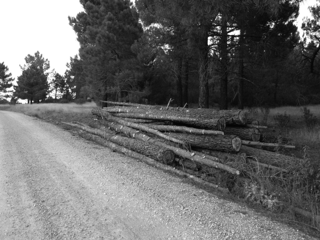 Pinos ya en la pista pero sin pelar