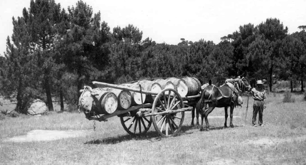 Transporte de cubas de resina. Albarracín. López Segura 1959.